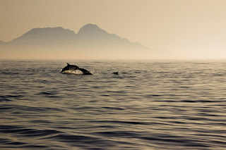 Delfines Estrecho Gibraltar