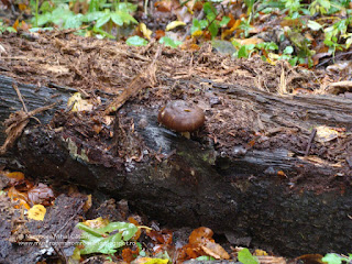 Pluteus cervinus DSC99189