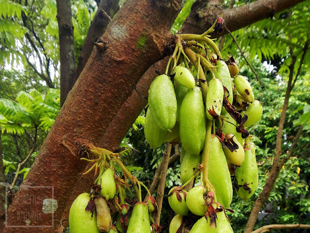Averrhoa bilimbi, cucamber tree, kuzyn karamboli i starberry - jadalne owoce,jak wygląda, jak rośnie. Nazewnictwo, pochodzenie, historia, opis, uprawa, hodowla, rozmnażanie, podlewanie, podłoże. Mało znane azjatyckie owoce egzotyczne, tropikalne.