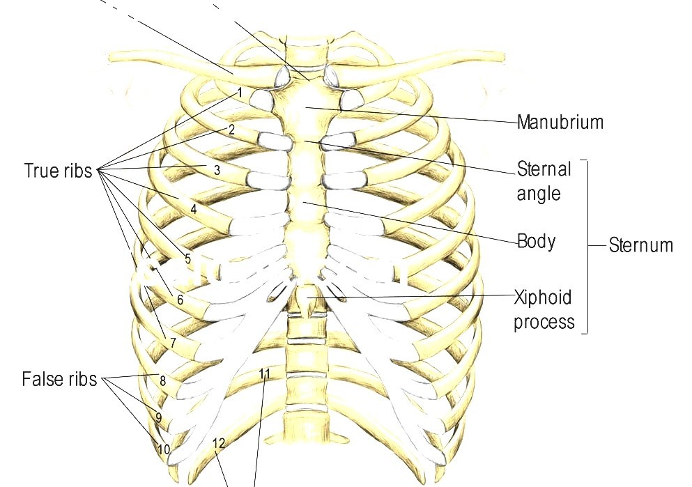 rib cage diagrams rib cage diagrams