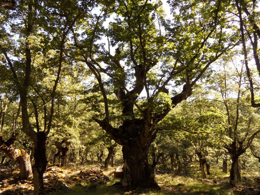 Tierras de Burgos Árboles singulares Los robles de Monasterio de la Sierra