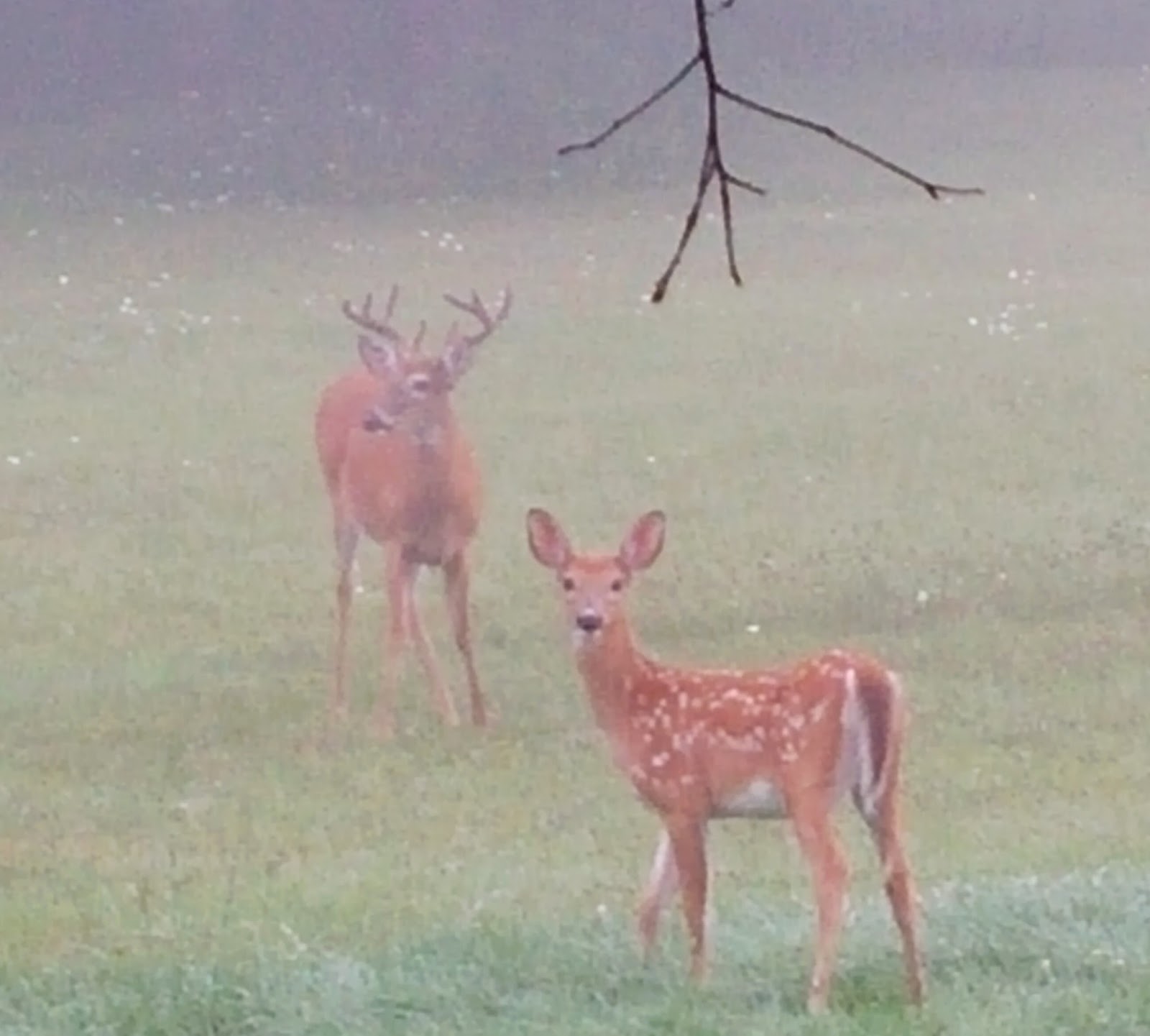 Waynes Pocono Blog Wildlife in the Beautiful Pocono Mountains of