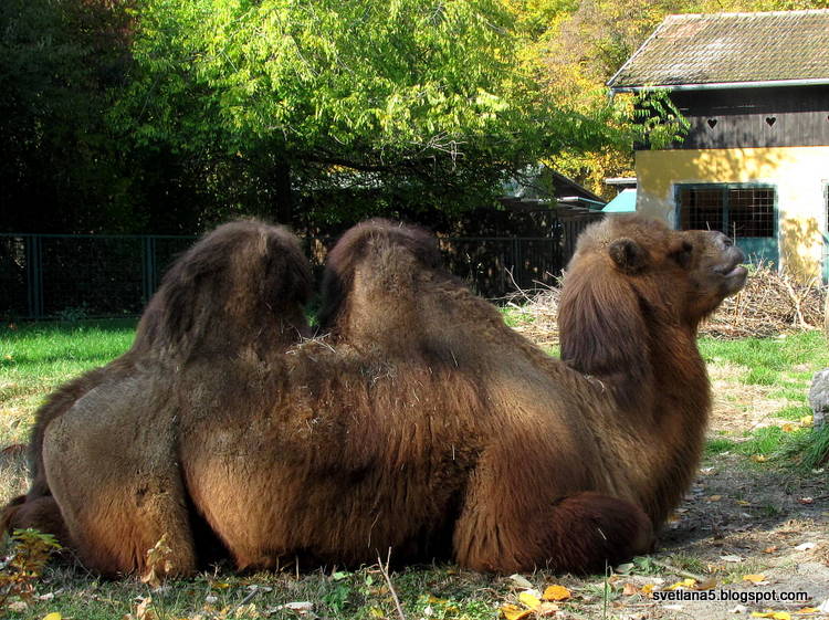 Zoo Zagreb kamela
