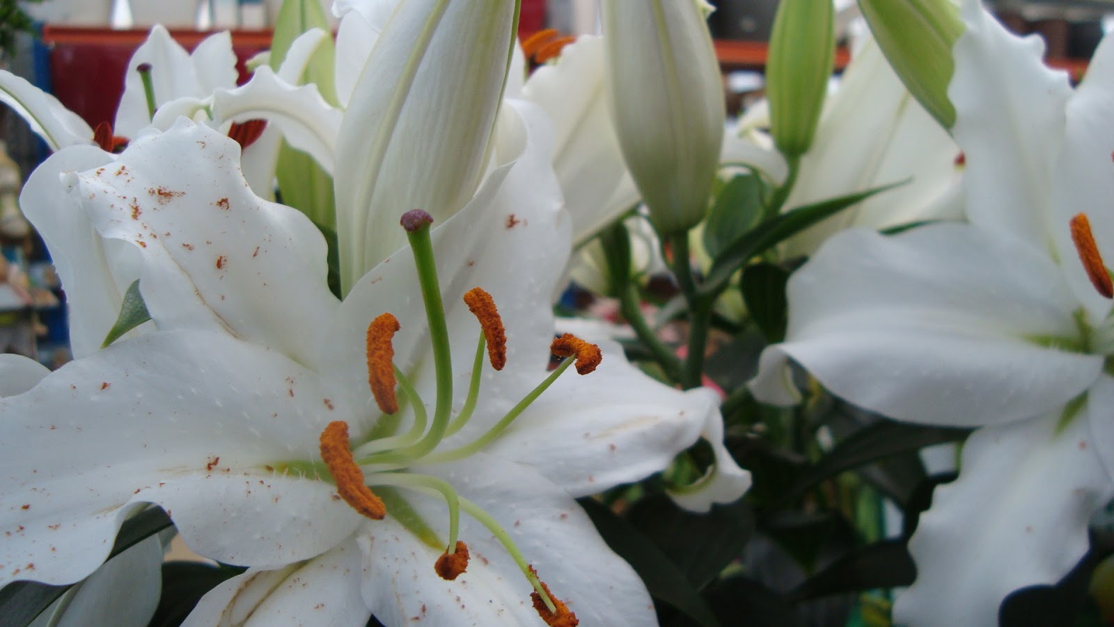 AZUCENAS (Lilium) FLORES DE TERCIOPELO - El Jardín de Elbe