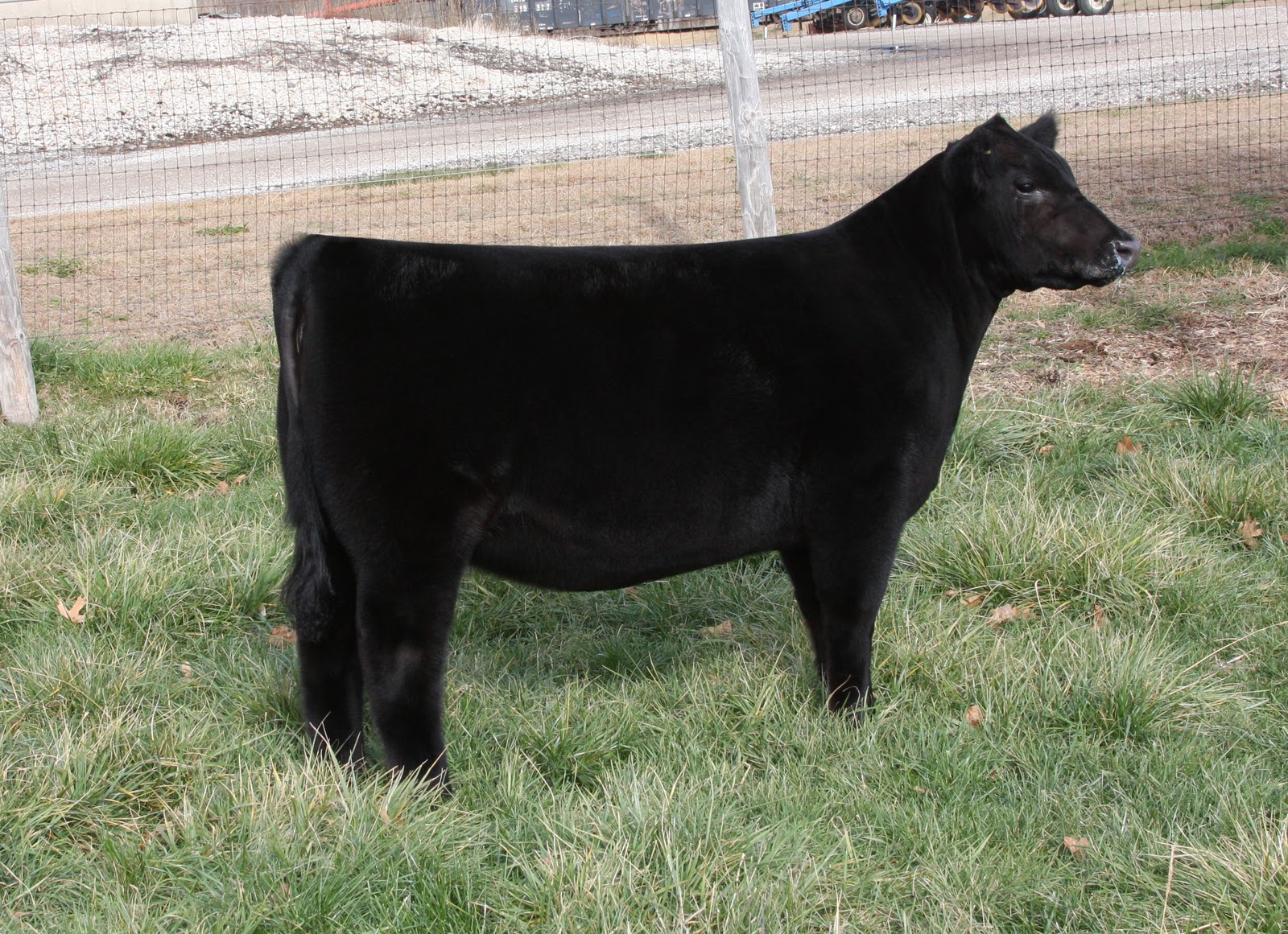 Holtkamp Cattle Co Angus Heifer From Minnaert  holtkamp-cattle-co-angus-heifer-from-minnaert