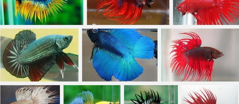Gambar Ikan Cupang Ganas
