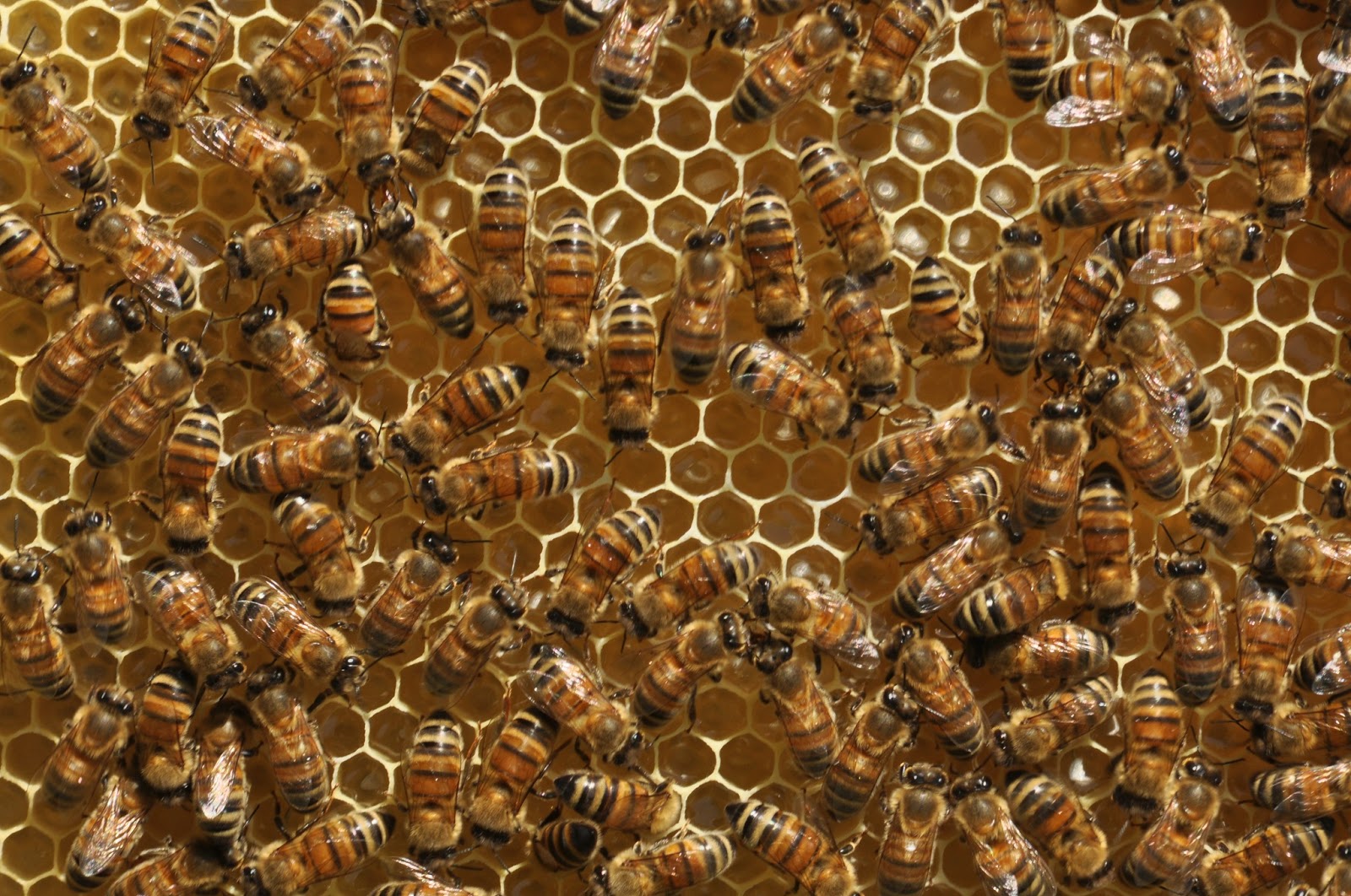 LE API E L APICOLTURA APIMANIA Il Melario E L acacia