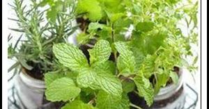 herb curtain call challenge garden inspiration