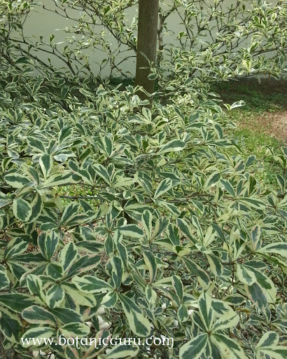 Bucida molineti, Spiny Bucida, Spiny Black Olive, Dwarf Geometry Tree with variegated leaves