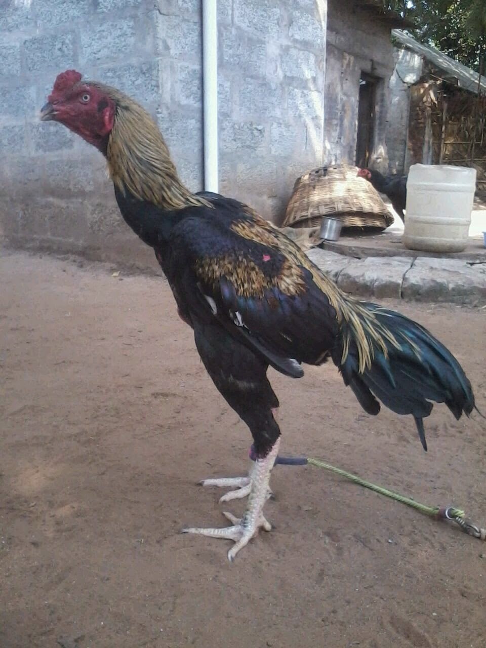 Fighting Rooster: my kagar java asil ready to sankranthi fights