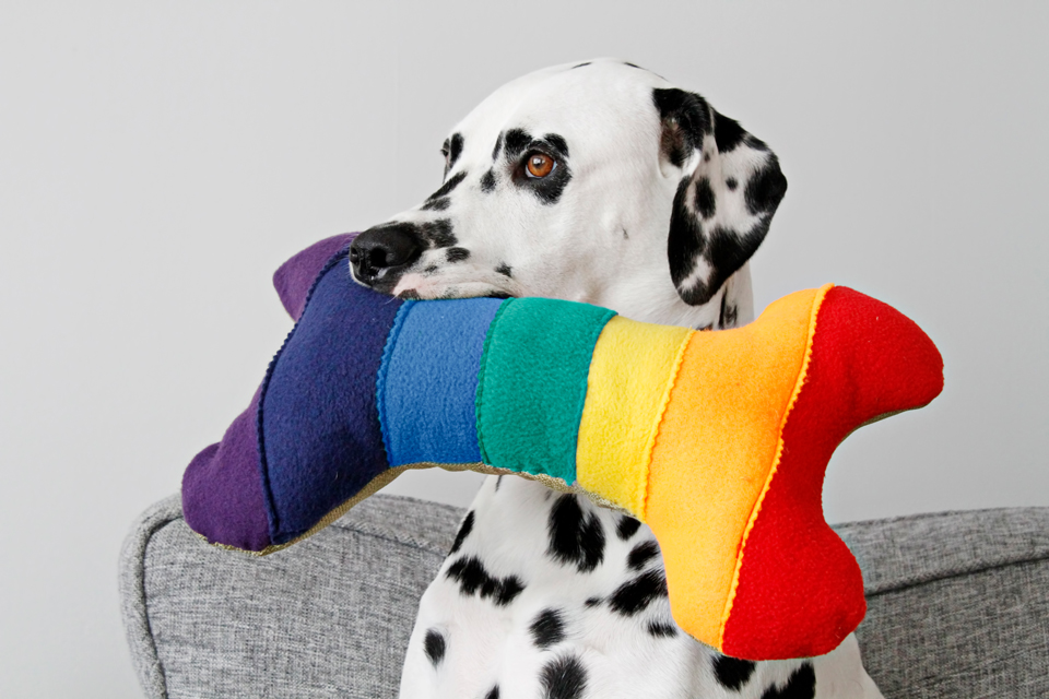 Dalmatian DIY DIY Rainbow Bone (Rainbone!) Squeaky Dog Toy