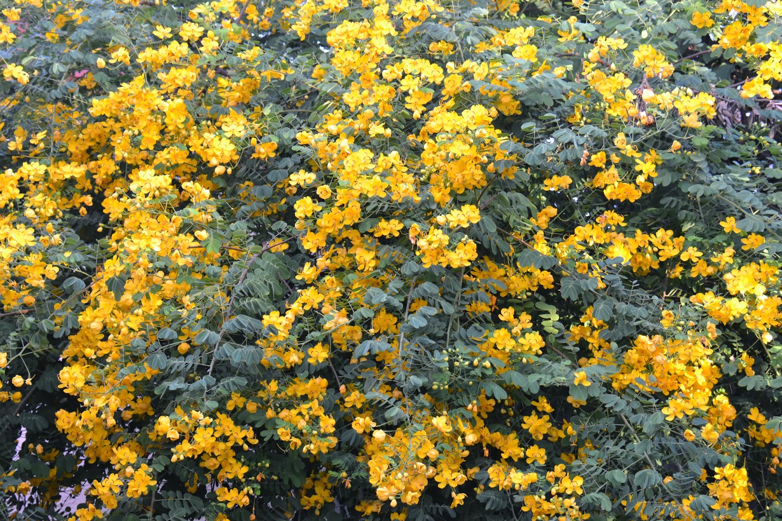 DragonFly Garden Yellow Cassia tree in full bloom
