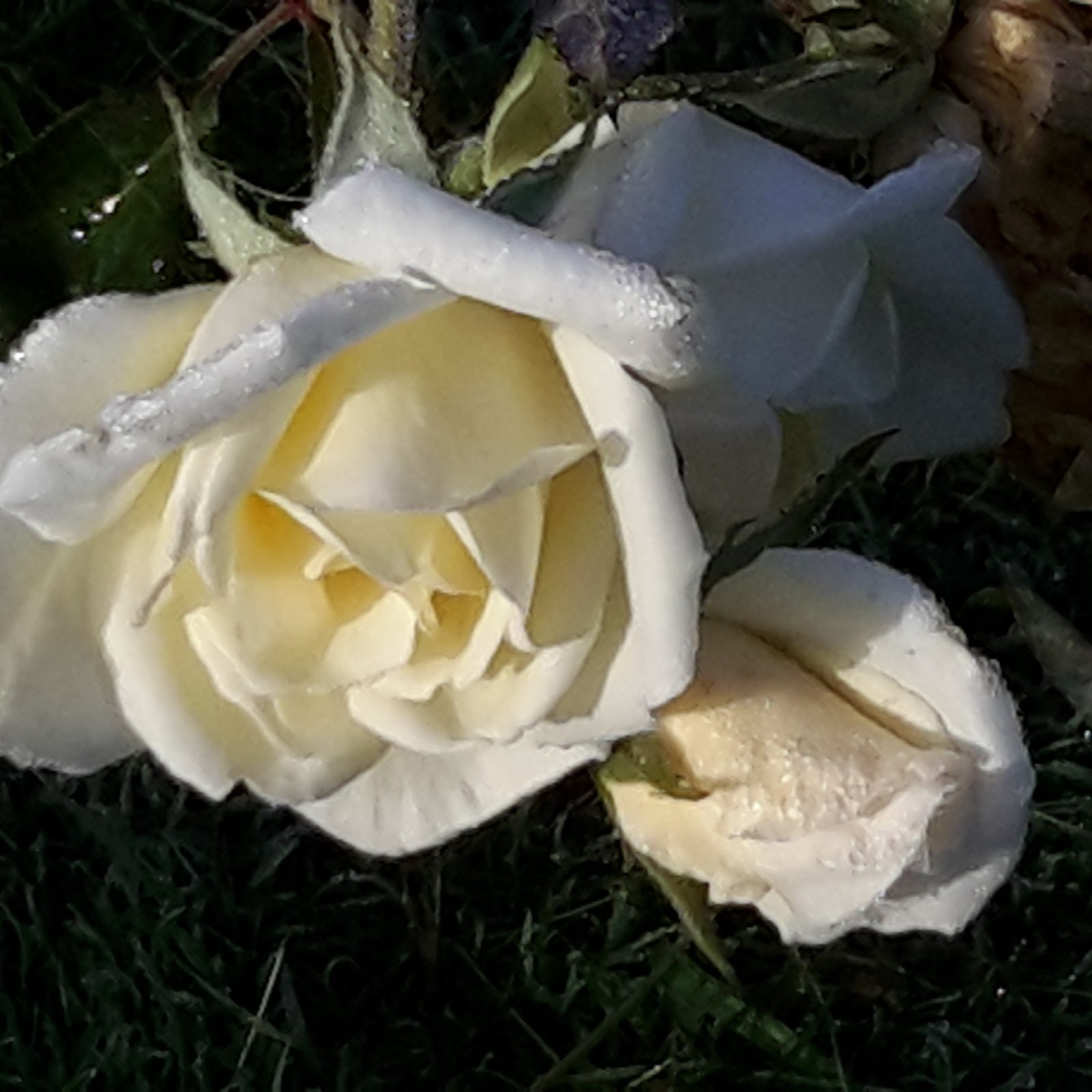 The Flower Bin Pruning Roses