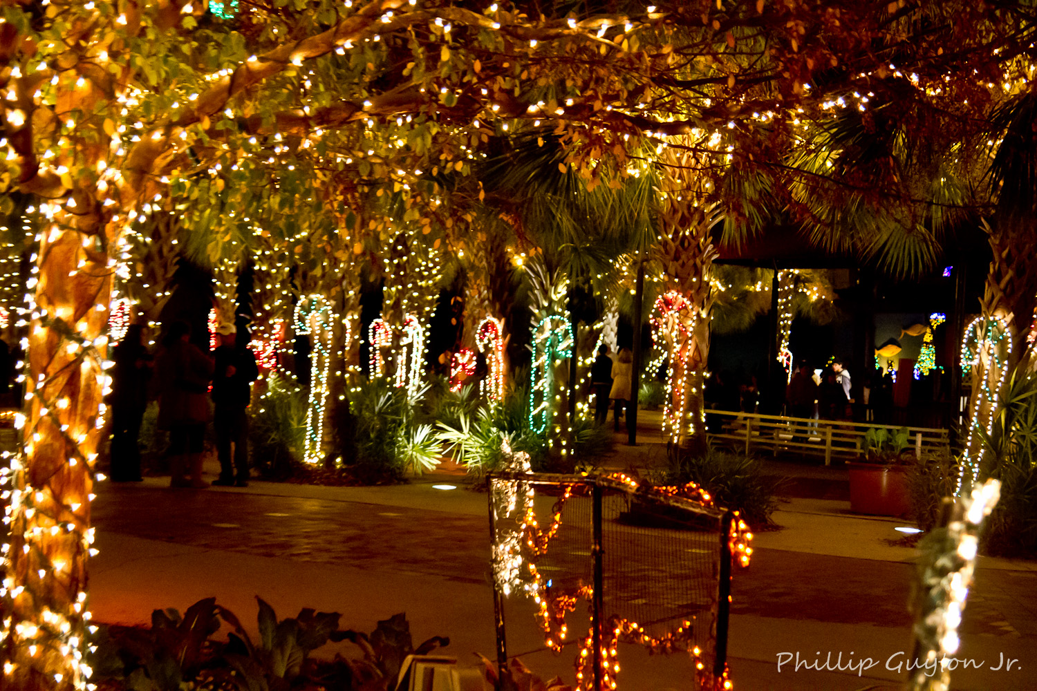 True Light Photography Riverbank Zoo's Lights Before Christmas