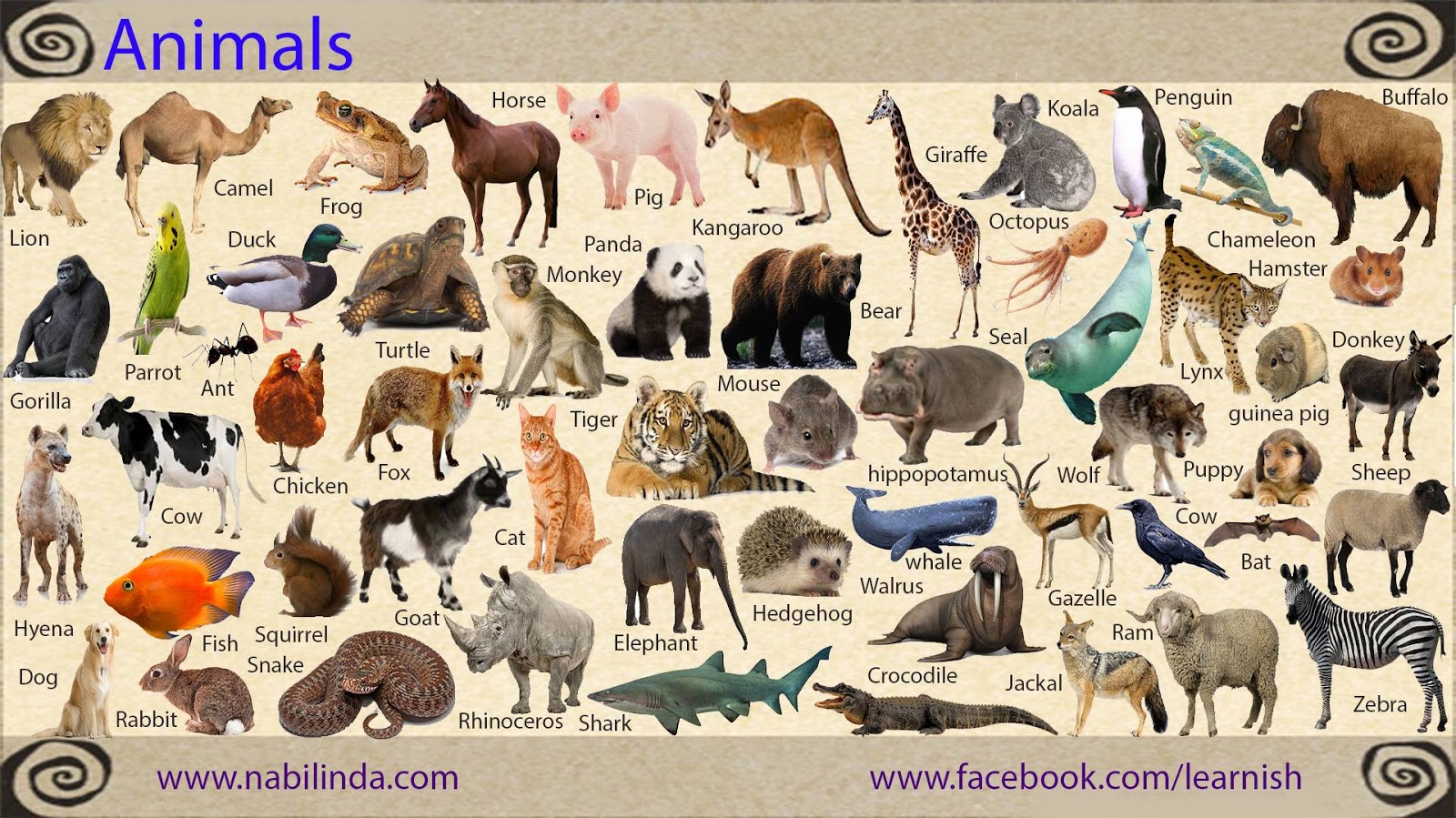 Animals translate. Животные по английскому языку. Названия животных на английском. Название животных на анг. Названичживотнвх на англ.