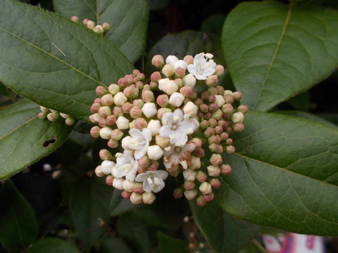 The Green Fingered Blog Plants flowering in winter thanks to the weird weather