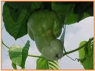 BIOLOGI GONZAGA: ORGAN KELAMIN PRIA