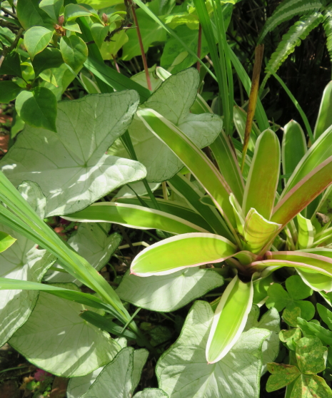 Purple Leafed Plum Purple Leaf Plum Tree Purple Plum Tree Plum