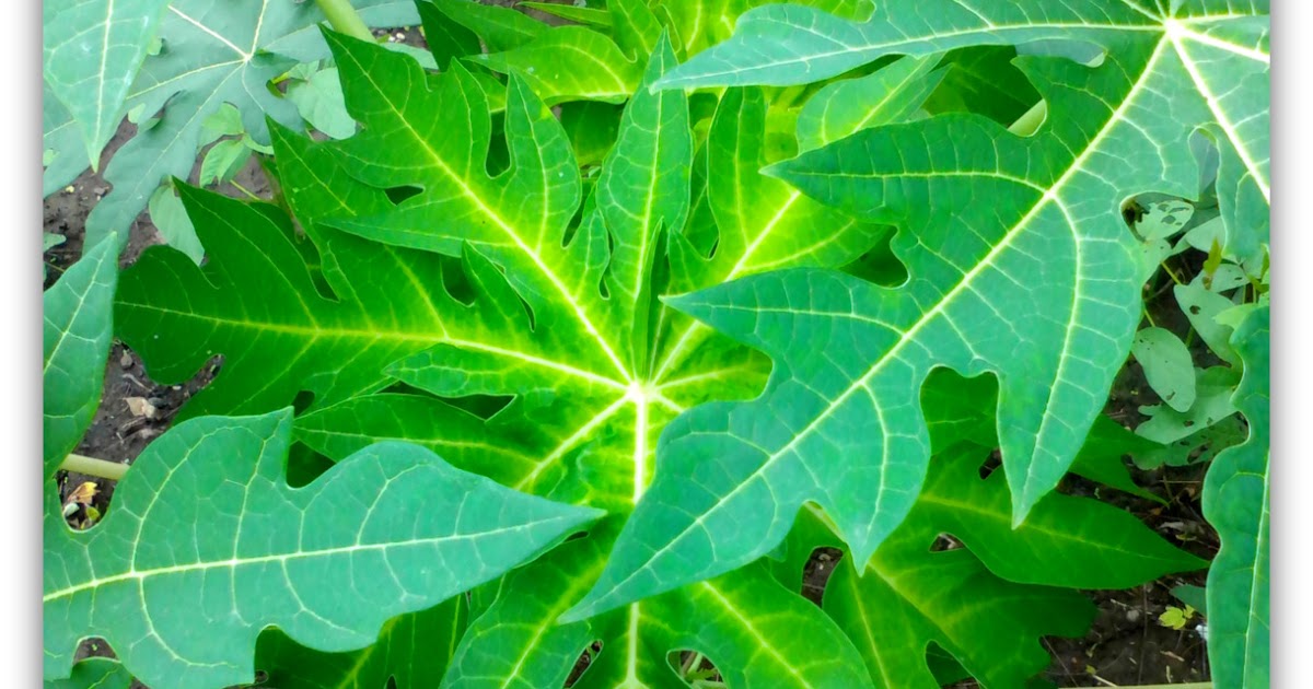 AgroFayda Papaya Cultivation; Chapter 2 History & Origin