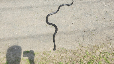 Black Rat Snake 3, Thursday, April 21, 2016, 1:14:05 PM