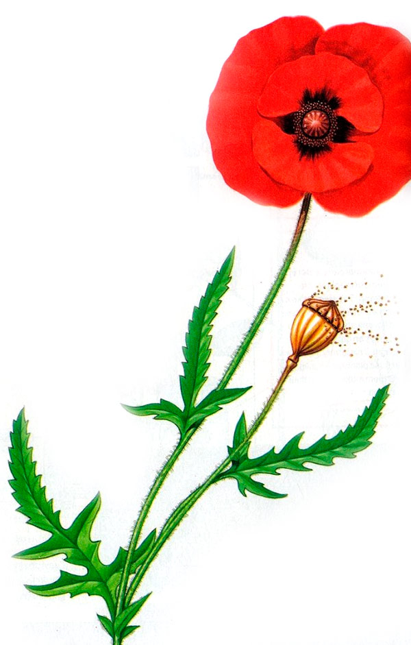 How Does Pollination Work and Why is Pollination Important