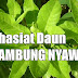 BAGI ANDA YANG MENGIDAP PENYAKIT DIABETES,DARAH TINGGI,SINUSITIS,TUMOR,DAN MASIH BANYAK LAGI.TIDAK PERLU PERGI KEDOKTER.CUKUP TUNTAS DENGAN RAMUAN DAUN AJAIB DI BAWAH INI.BERIKUT CARA PENGOLAHNYA