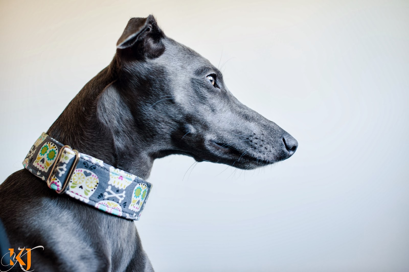 {Whippet Snippets} Collar Town Martingale collar review