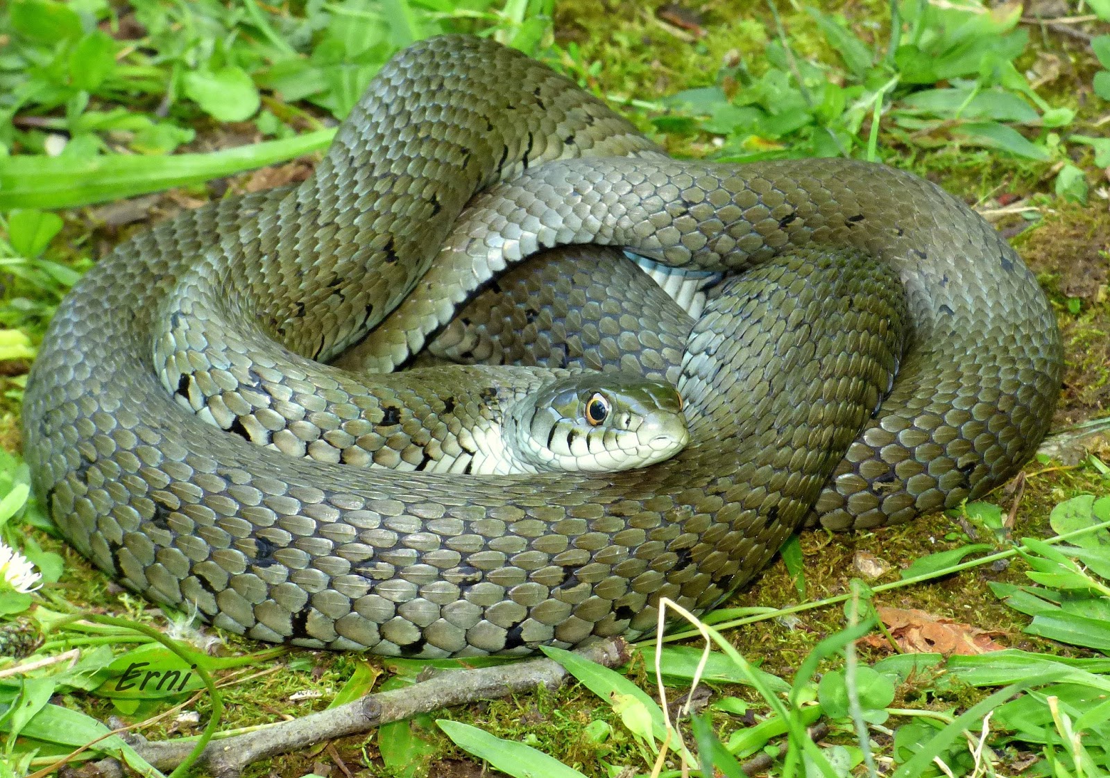 NO SIN MIS PRISMÁTICOS LA TENTACIÓN DE LOS OFIDIOS