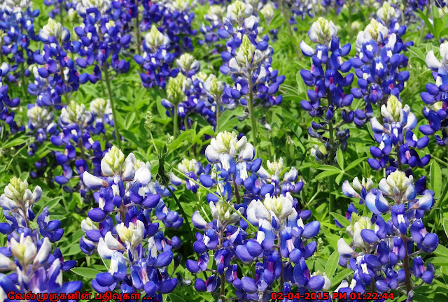 Bluebonnets Texas 