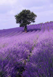 lavanda