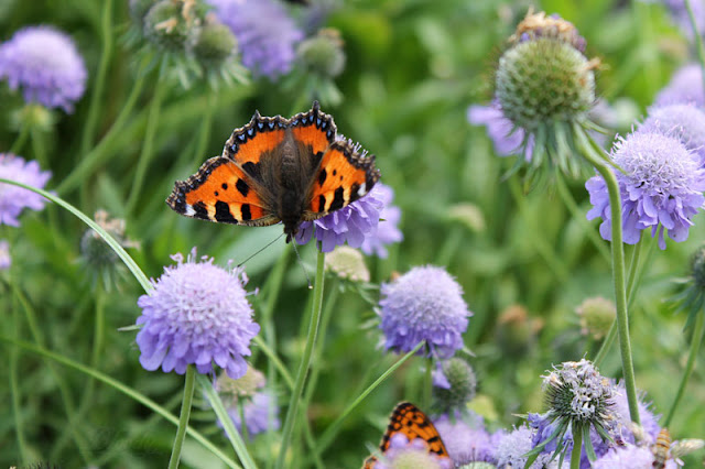 Orangefarbener Kleiner Fuchs auf lila Blume