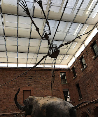 Toulouse, Muséum d'histoire naturelle