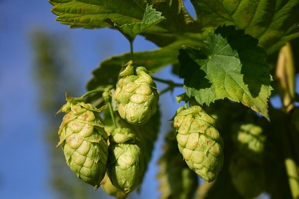 Propriétés du houblon : utilisation, posologie