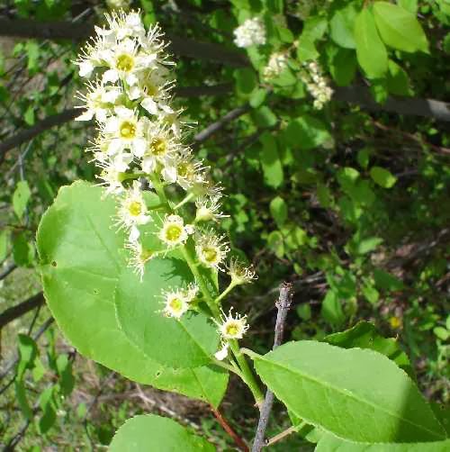 Fruit Seeds of Southern Michigan Prunus virginiana Common Chokecherry