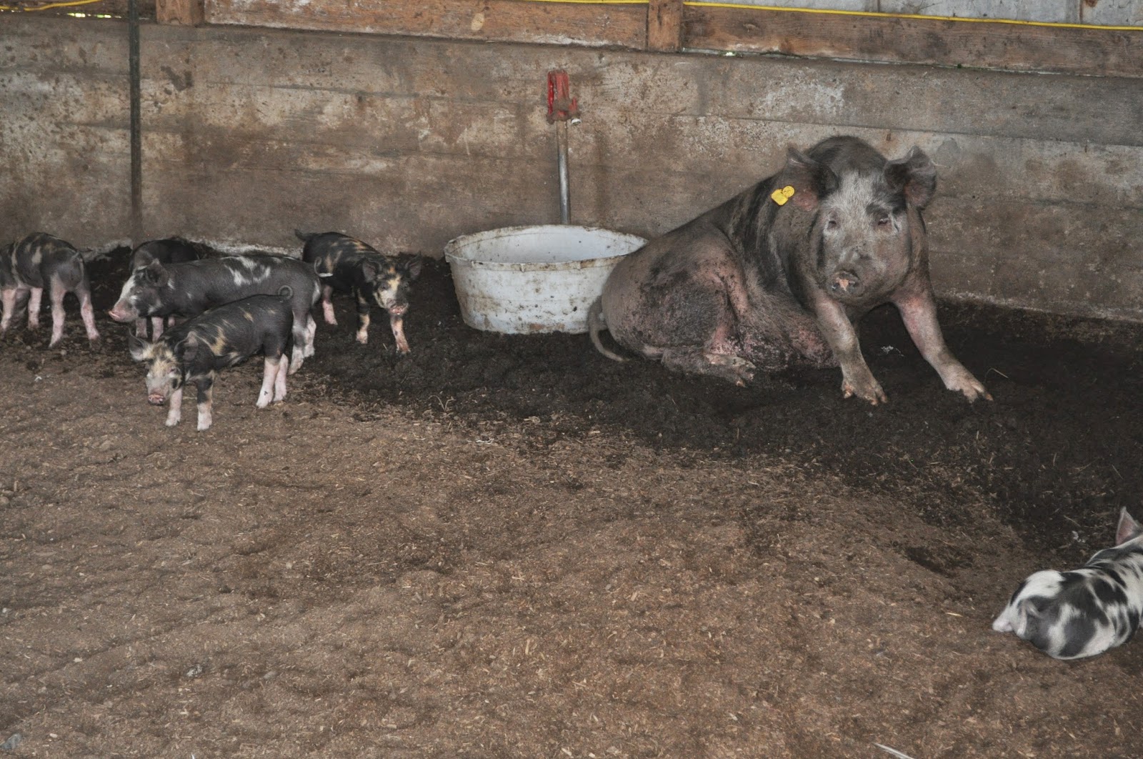 meat Caring for pregnant pigs