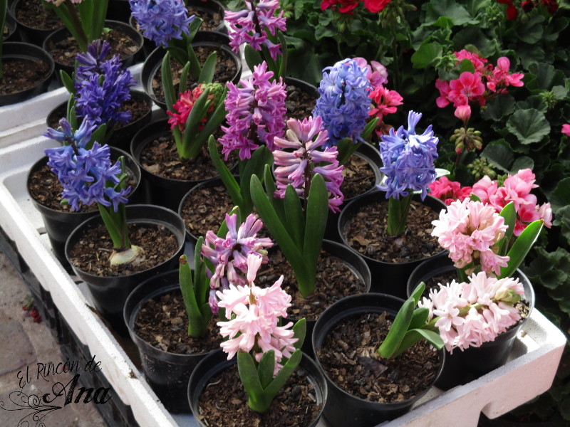 feria de la candelaria 2017