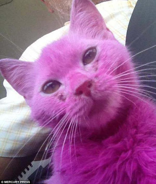 Mèo hồng như iPhone 6s được giải cứu khỏi cuộc sống địa ngục