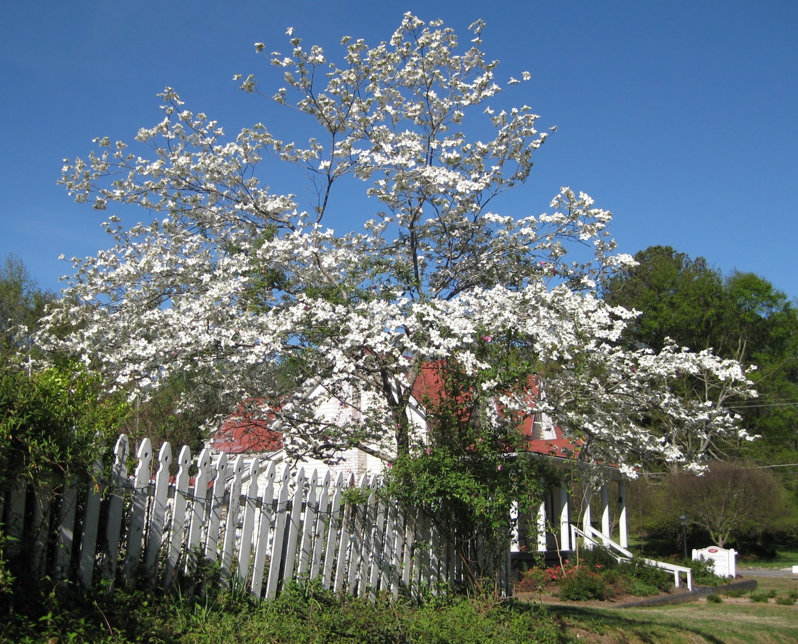 Good things happened Dogwood trees, downtown Atlanta and adventures