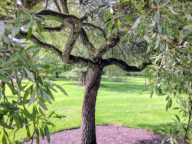 Gnarled trees on a free visit to Royal Botanic Garden Edinburgh