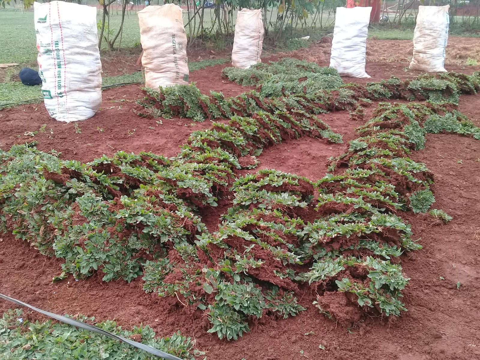 Jual Rumput Gajah Mini Untuk Taman Indah Anda Source: bukubiruku.com
Harga pembuatan taman per meter peesegi m2, jasa pembuatan taman murah jabodetabek | gambar taman | desain taman | ahli pertamanan | tukang taman profesional | tanam rumput | tanaman hias | pohon pelindung | pohon peneduh | tanaman perdu | rumput gajah mini | swiss | jepang | golf | gajah biasa | peking | tukang taman terdekat harga paling murah Tanaman hias rumput gajah mini. Harga pembuatan taman per m2; Rumput jepang merupakan tumbuhan yang miliki daun sempit meruncing yang tumbuh dari basic batang. Rumput gajah mini murah / rumput gajah / rumput gajah minirp10.000:
![Harga Rumput Gajah Mini Per M2 / Jual Rumput Gajah Mini Harga Rumput Gajah Mini Per M2 / Jual Rumput Gajah Mini