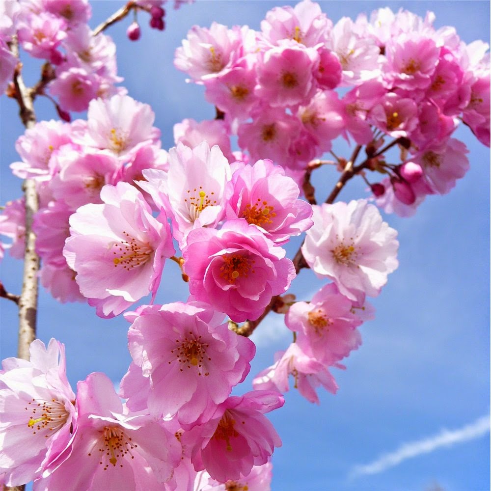 20 Gambar Bunga  Sakura  Di Jepang  Ayeey com