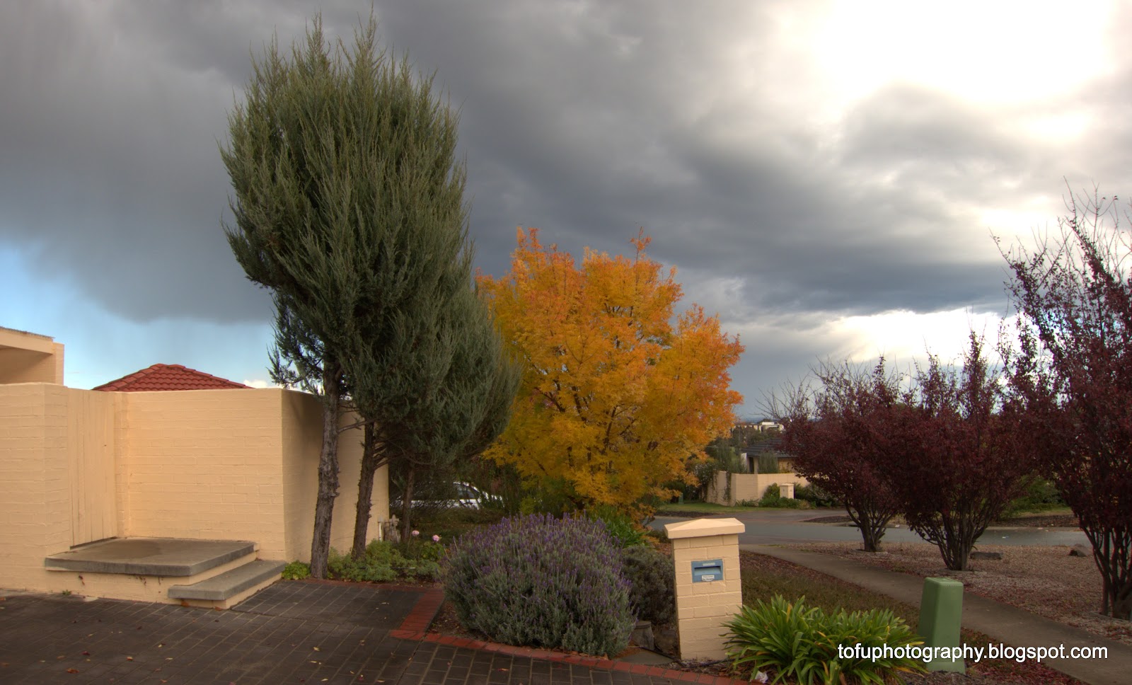 Tofu Photography Trees and shrubs in Kaleen, Canberra
