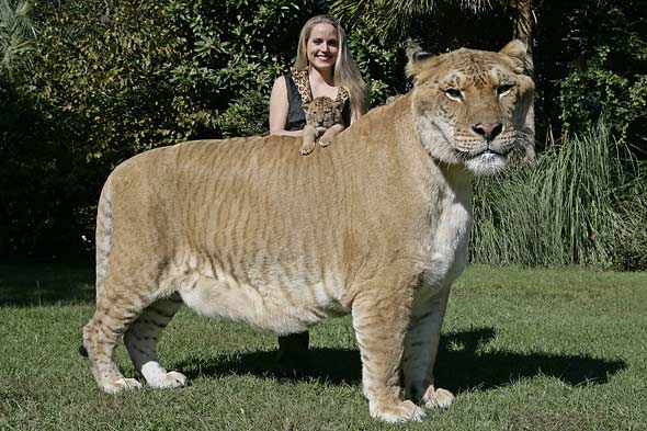 Liger The Biggest Cat Named Hercules Just Dream High And