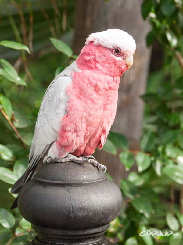 Loro Parque