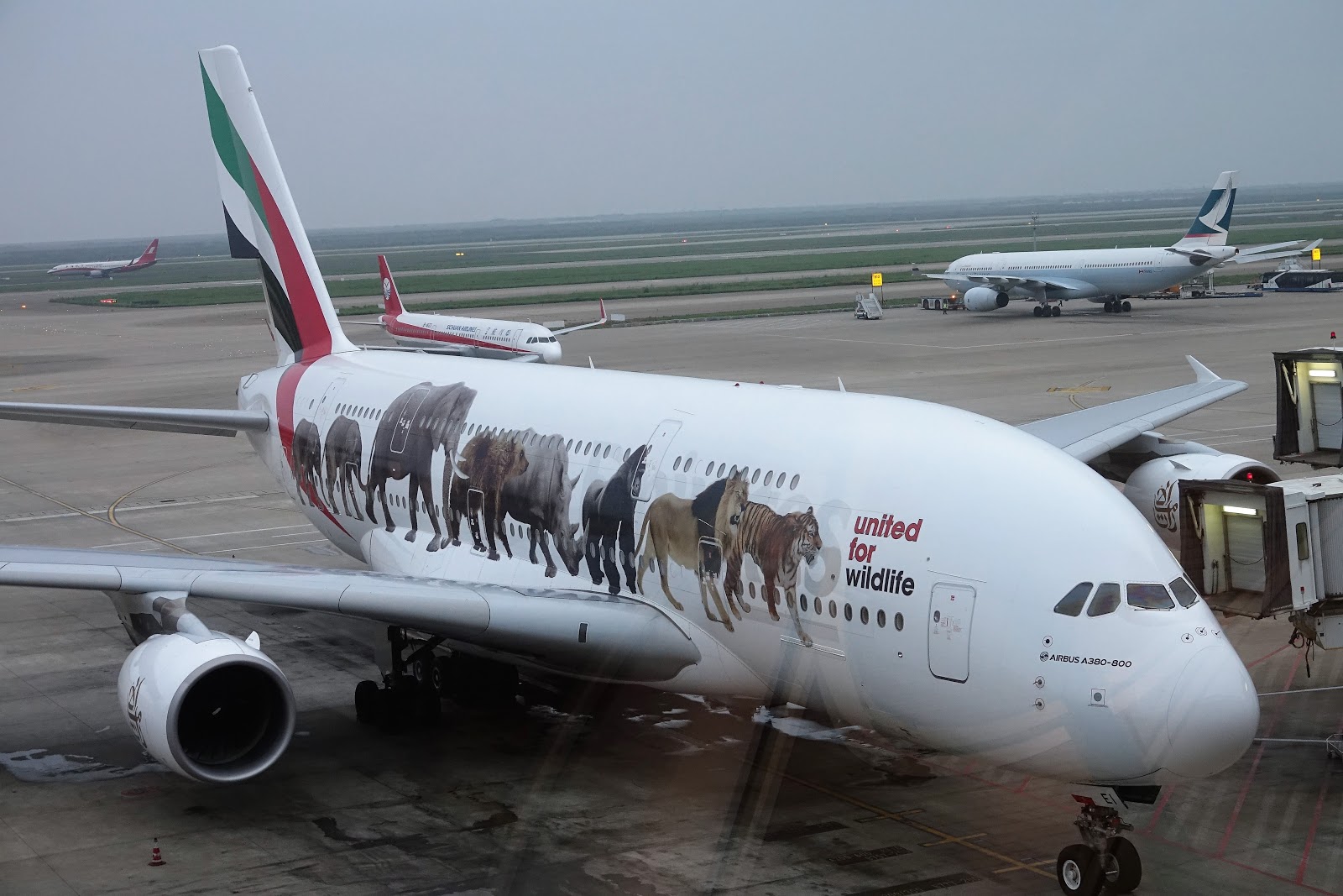 Blair S 航空攝影 阿聯酋航空emirates A6 Eei A380 800 United For Wildlife 野生動物聯盟彩繪機