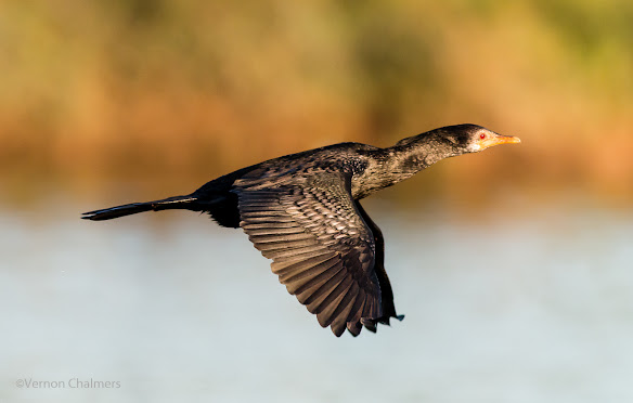 Reed Cormorant in Flight - Capturing / Tracking Variables for Improved Birds in Flight Photography