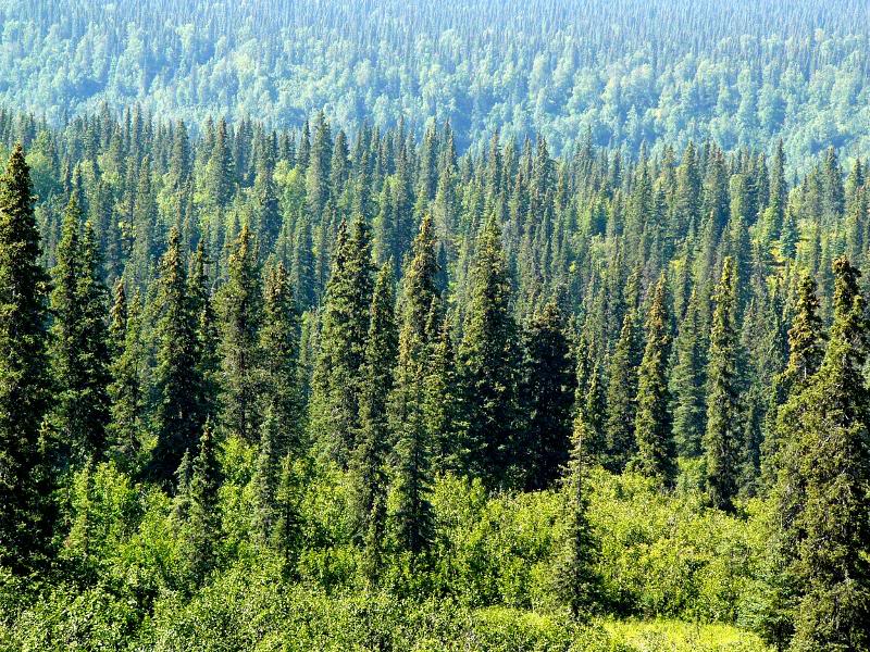 sancarlosfortin pinos en alaska norteamerica en reserva denali