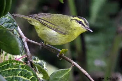 Mountain Leaf Warbler