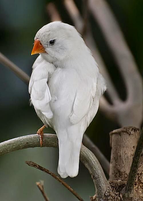 Stunning Kingdom 5 Pure White Birds for Birds Lover, Birds Photography