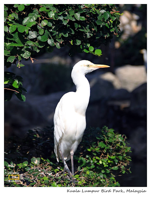 Malaysia: Kuala Lumpur Bird Park | Ramble and Wander